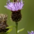 Hover fly