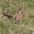 English partridge