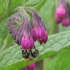 Bumble bee