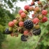 Brambles