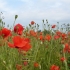 Poppies