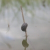 Water voles
