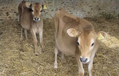 Adopt a Jersey