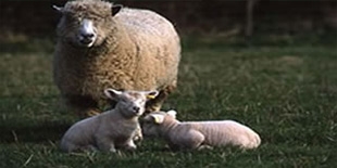 Flock of Sheep