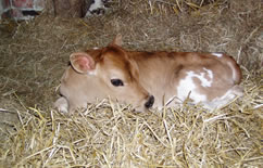 Pierrepont farm website